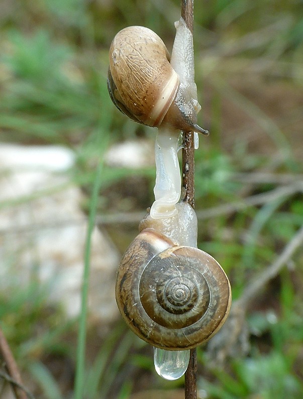 Accoppiamento di Monacha parumcincta